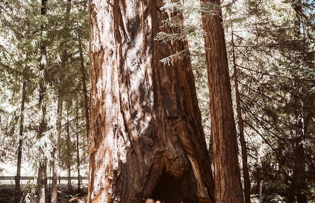 Redwoods River Resort - Foto 77