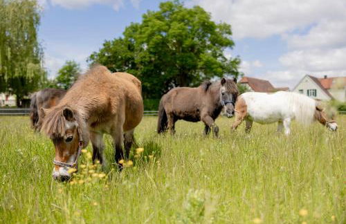Ferienbauernhof Ohr - Foto 9