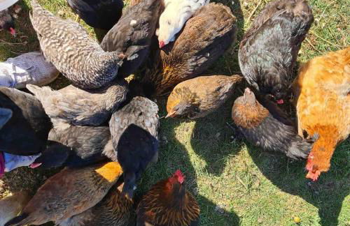Urlaub auf dem Bauernhof mit Garten und Terrasse im Grünen - Foto 44