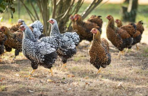 Herzlich Willkommen auf unserem Hof! - Foto 12