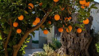 Physis Country House 2 Near Matala Beach & Faistos - Foto 5, Garden, Garden view