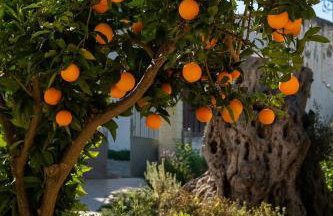 Physis Country House Near Matala Beach & Faistos - Foto 34