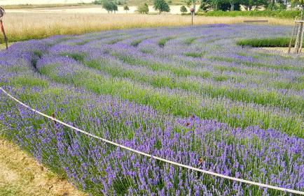 Ferienhaus Löwenherz - Foto 78