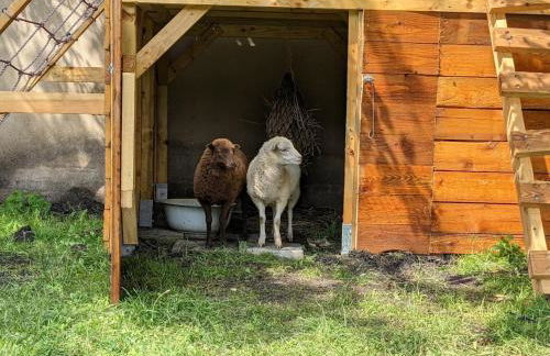 Helenes Ferienwohnung auf dem Bauernhof - Lausitzer Seenland - Foto 28