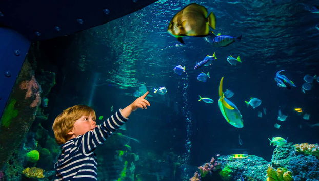 Observando los peces