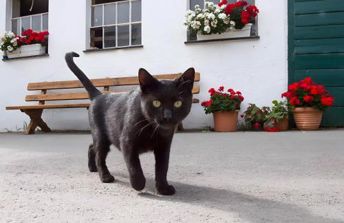 Bio Ferienbauernhof Voß - Foto 11