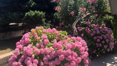 Apartman Milazzi, fully air-conditioned - Foto 5, Garden, Garden view