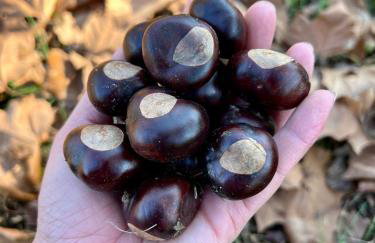 Walnut Creek Cabin - Foto 6