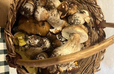 Maso Pallabazzer - Colle Santa Lucia - Foto 31