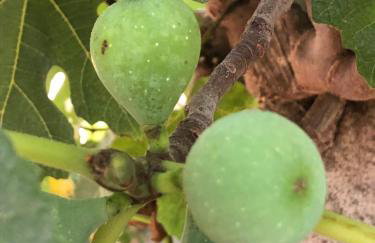 House Koula - Foto 25