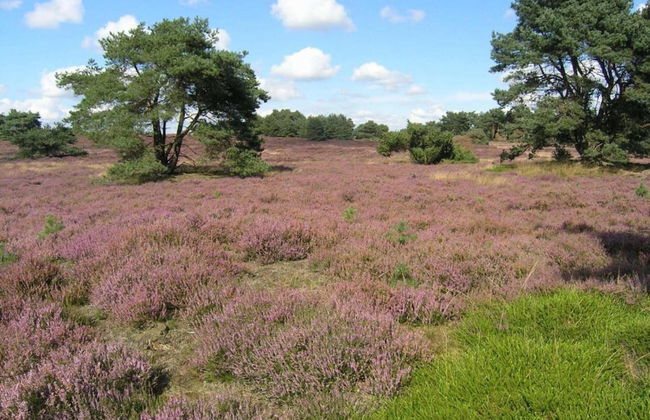 Ferienhaus Boschhuys - Foto 35