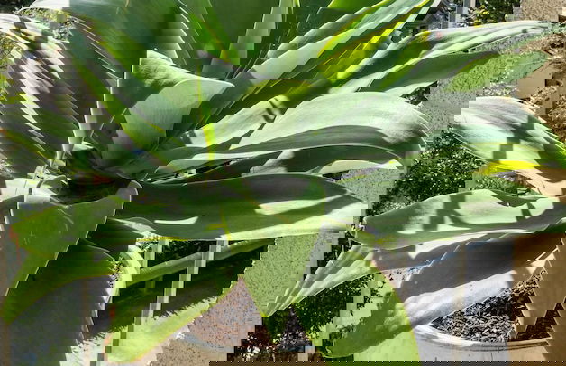 Luxury in Prestigious Double Bay H428 - Foto 8