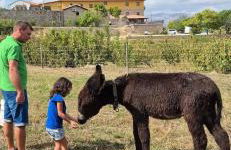 Quinta do Limite - Casa do Camponês - Foto 19
