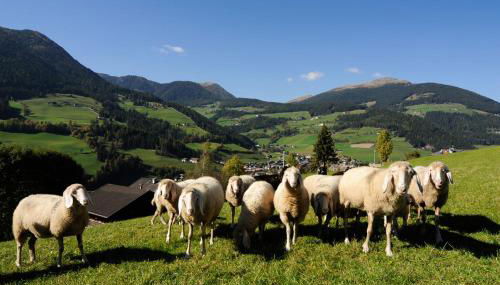 Botenhof - Urlaub auf dem Bauernhof - Agriturismo - Foto 5