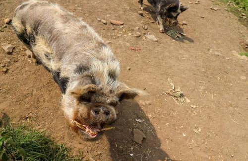 Cherry Tree Cottage - Foto 17