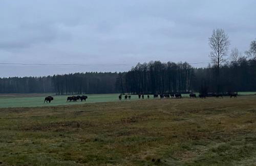 SOWA Stara Plebania w Werstoku na Podlasiu - Foto 23