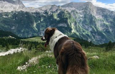 Villa Rosa Tarvisio - Foto 53