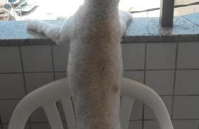 Caribe Brasileiro a 2 passos da areia - Photo 3