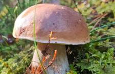 Cal Pastor de Planès - Foto 26