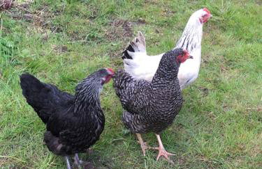 Pheasant Cottage - Foto 22