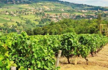 Beaujolais - Maison pierres dorées - Foto 9