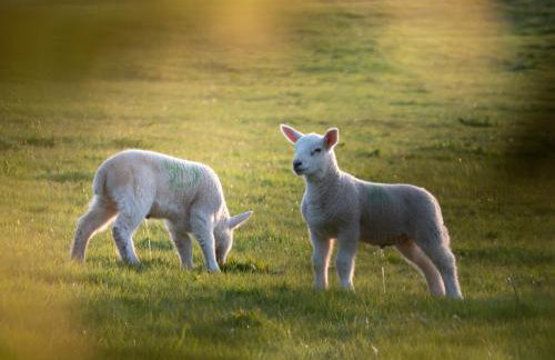 Self-Catering Suite in rural guest house 10 min to Islay Ferry Terminal - Foto 14