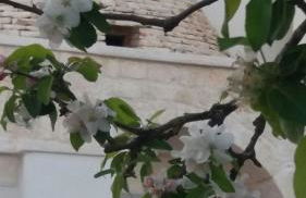 Trullo Nonna Mari - Foto 21
