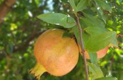 Finca Sa Cova de Mallorca - Foto 54