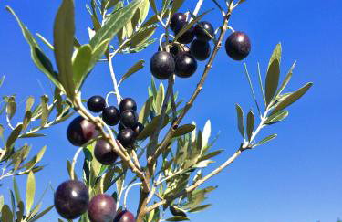 Apartmani Harmonija - Foto 29