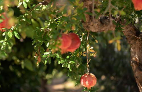 Asterias Village Resort - Foto 112