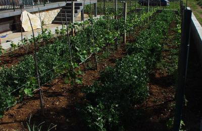 Apartments with parking space Kraj, Pasman - 696 - Photo 10