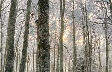 Le Chalet des Forêts Enchantées - Foto 62