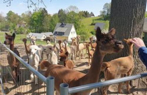 Ferienhaus Alpaka Glück - Foto 36