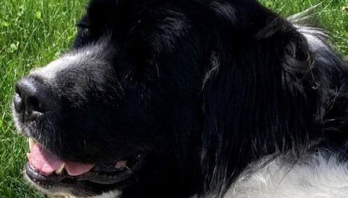 Hof Lebenslust für Mensch und Tier - Foto 5