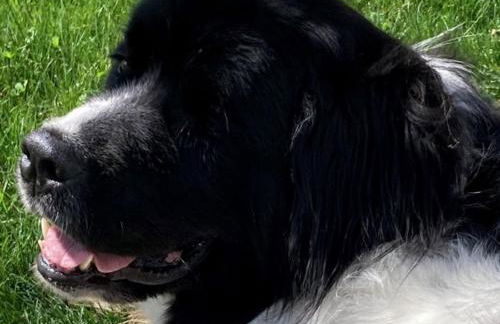 Hof Lebenslust für Mensch und Tier - Foto 5