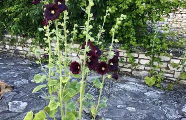Maison charmante à Orgnac-l'Aven avec piscine partagée. - Photo 8