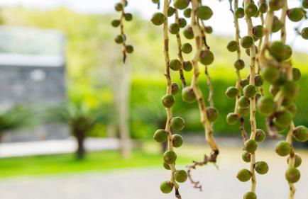 Quinta do Torcaz - Foto 89