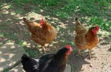 Country Home Genesi 20 min from Trikala - Foto 24