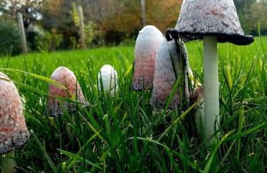 Calme et sérénité au gîte des hortensias - Foto 29