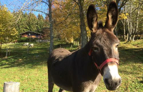 Chalet Braunkopf ALSACE - Foto 55