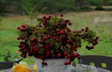 Villa Sanz - Foto 77