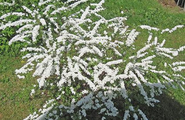 Viljamaan lomamökit 2 - Foto 21