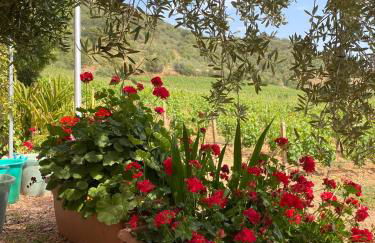 Monte Astili - Foto 32