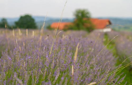 Lavanda farm apartmani - Foto 124