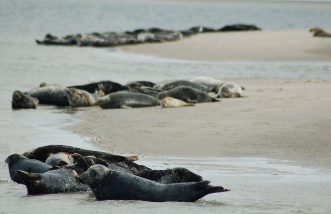 Traditional Villa With Dishwasher on Texel Near the Sea - Foto 19