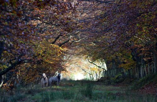 Bumble’s Barn - Foto 22