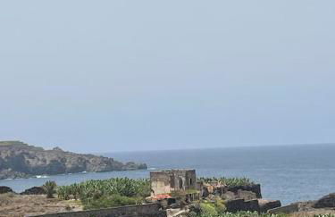 Musa Paradisiaca - Foto 33