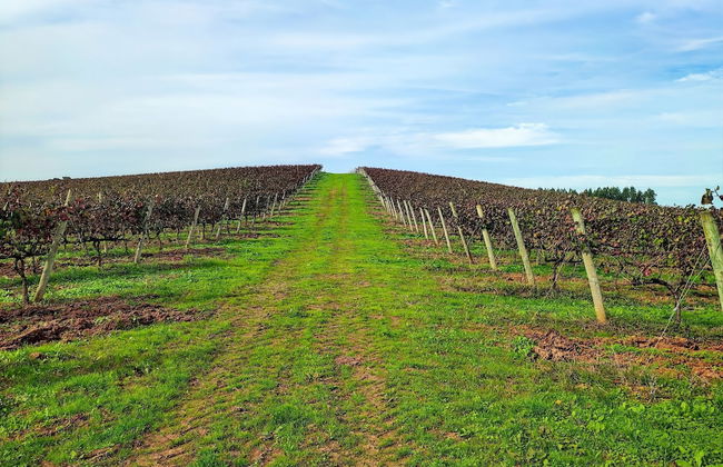 Cozy Vacation Rental in Peaceful Peral, Portugal - Photo 54