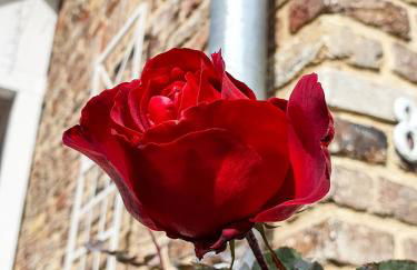 Friendly Home - Gemütliches Backsteinhaus - Foto 52