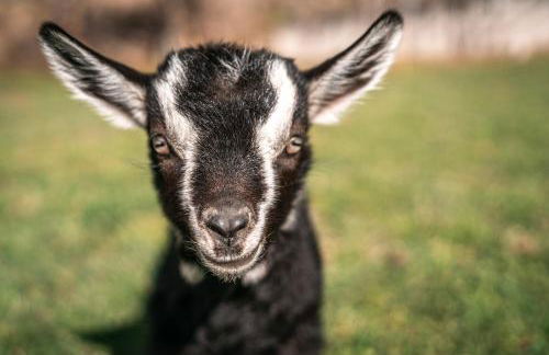 Maraias - Luxury Suites & Apartments - Foto 25